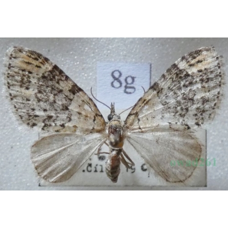 Acasis viretata (Hübner, 1799) Płatynka zielonka Czech8g